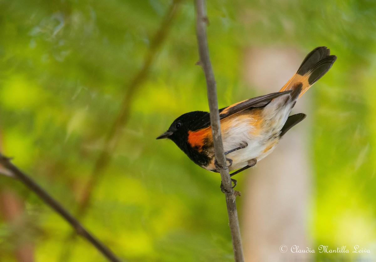סבכון חכלילי - ML646587514