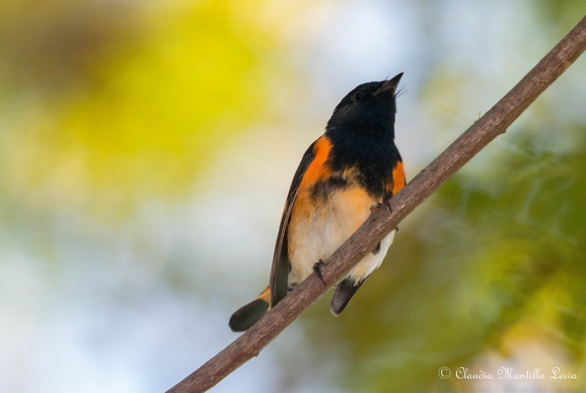 סבכון חכלילי - ML646587515