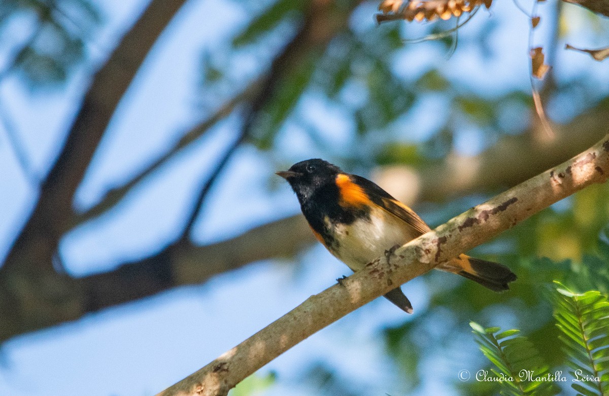 סבכון חכלילי - ML646587516