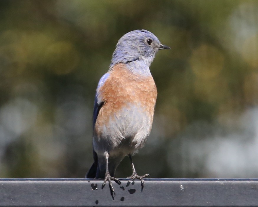 Western Bluebird - ML646587518
