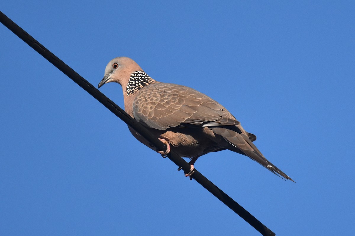 Spotted Dove - ML646587520