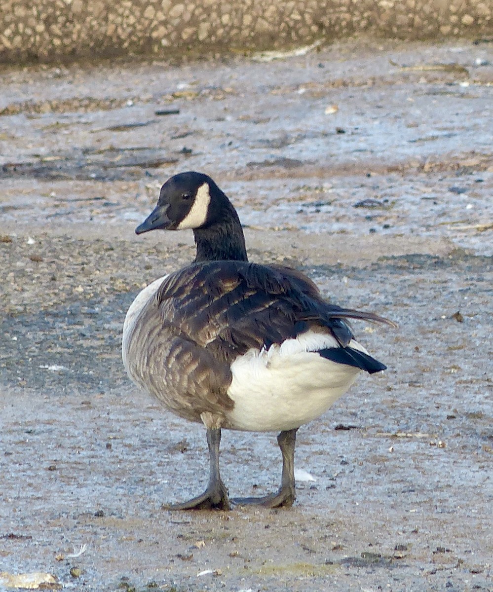 Canada Goose - ML646587521