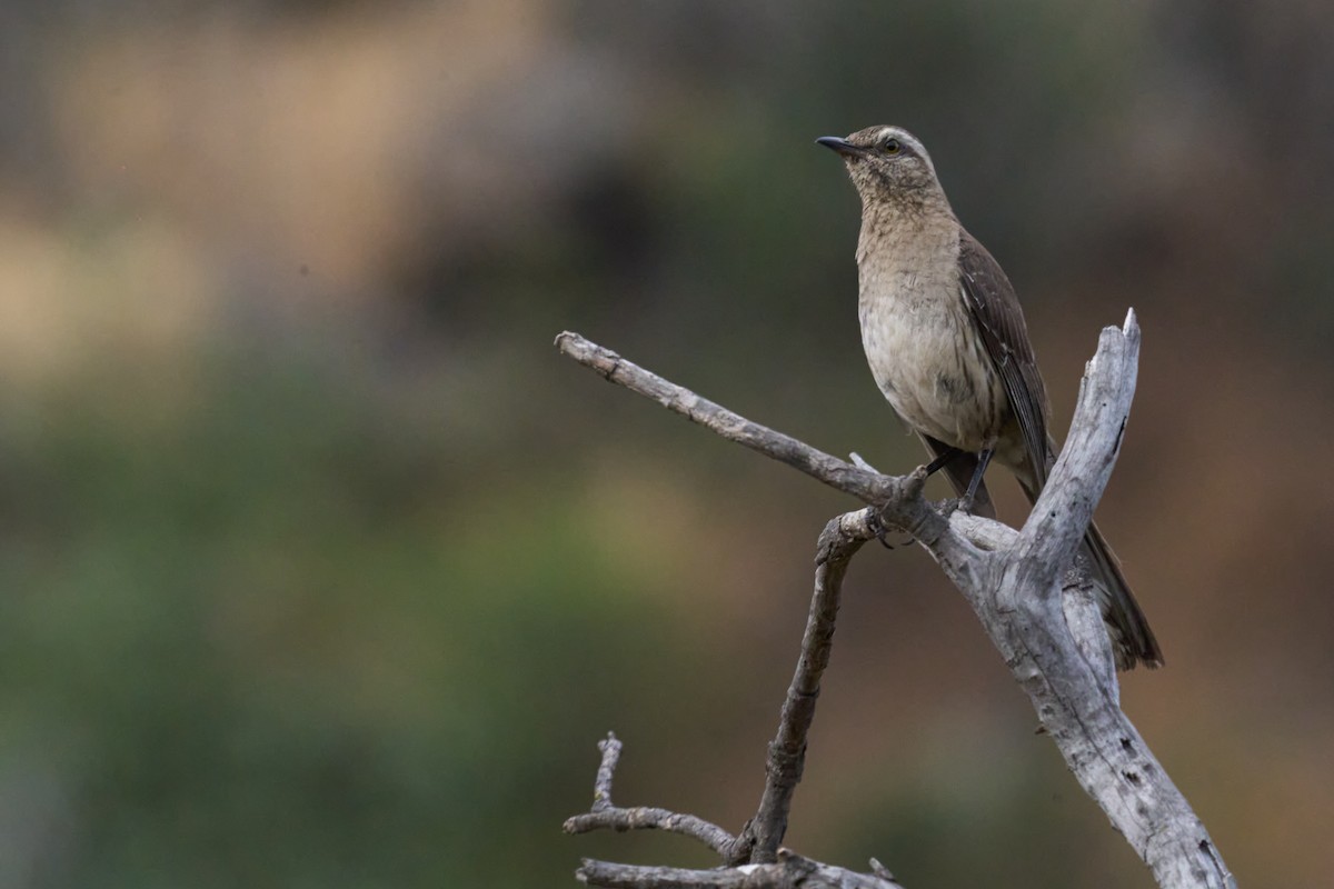 Chilean Mockingbird - ML646587525