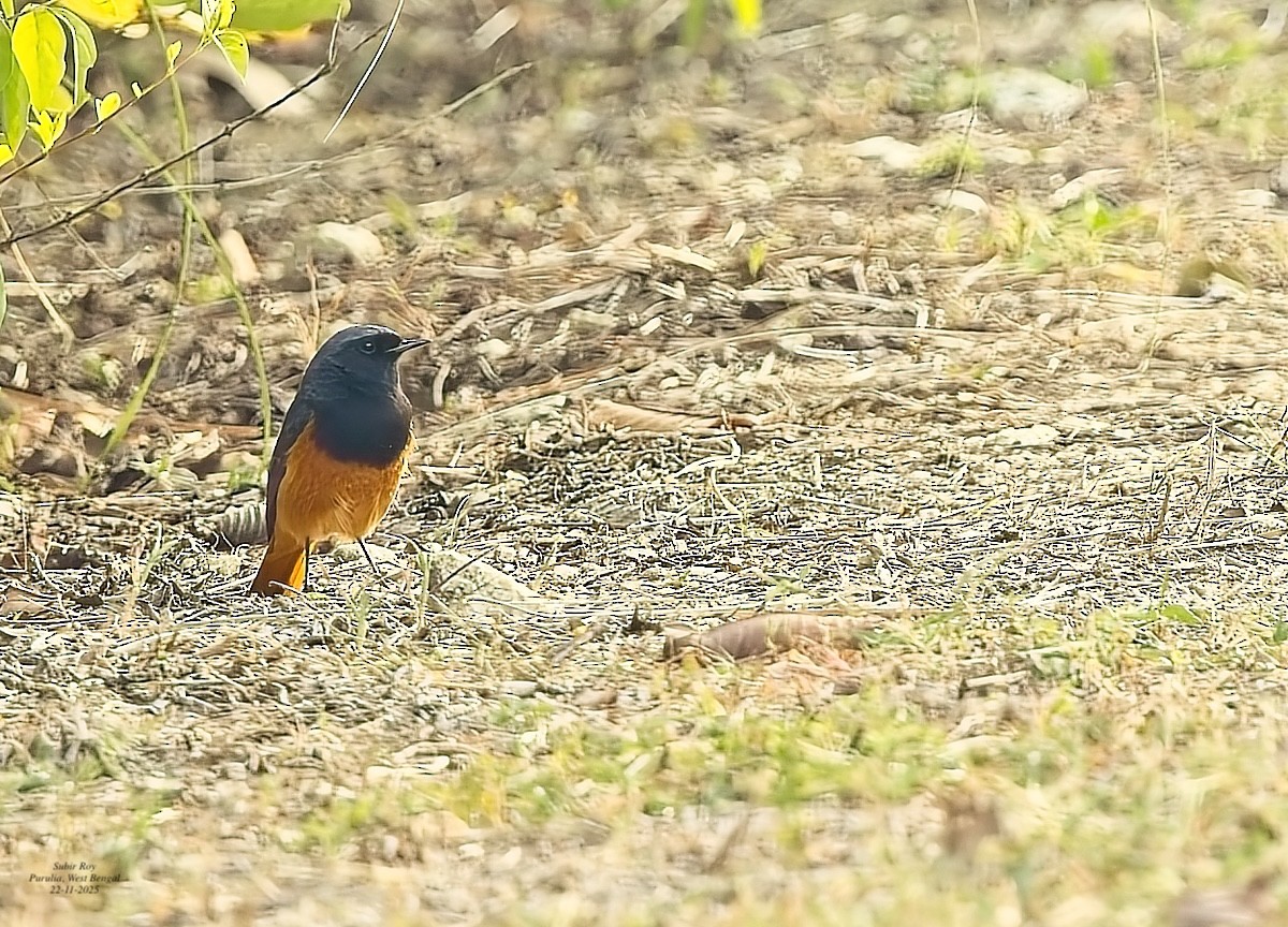 クロジョウビタキ - ML646587526