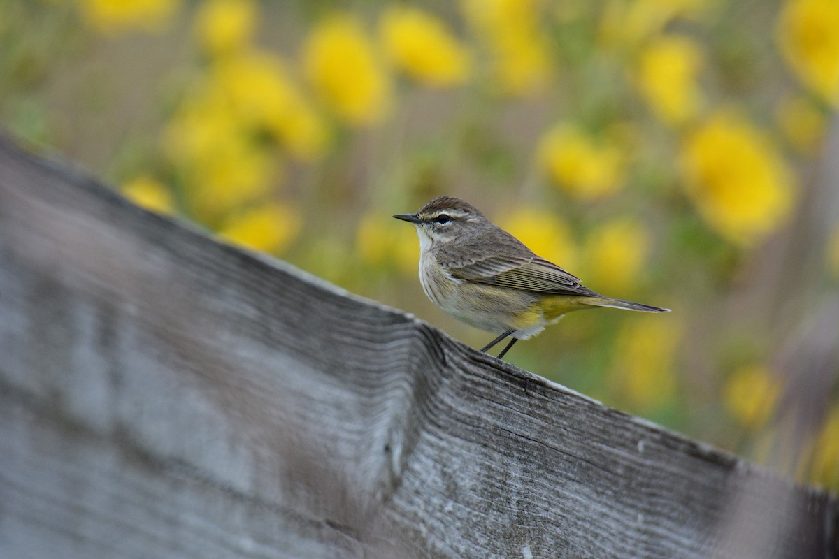 Palm Warbler - ML646587527