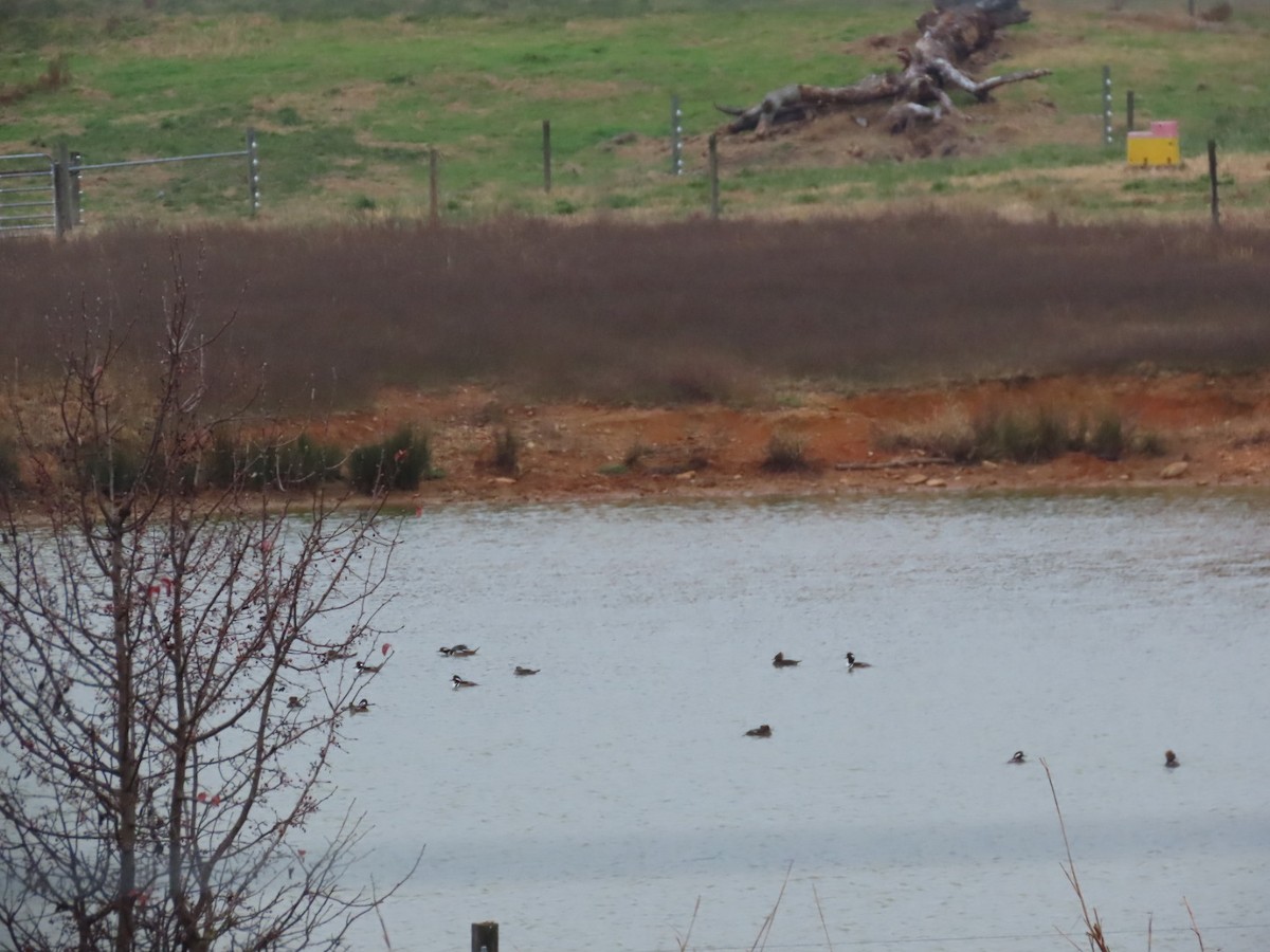 Smergo dal cappuccio - ML646587528