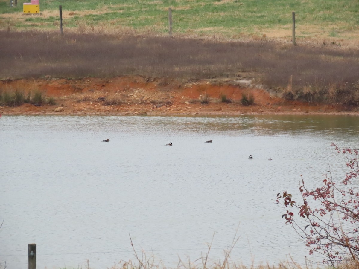 Smergo dal cappuccio - ML646587529