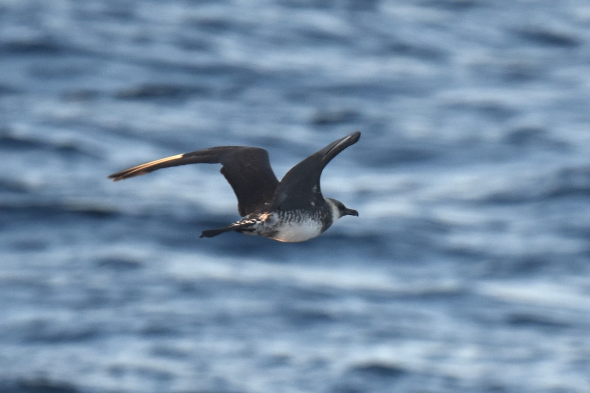 Pomarine Jaeger - ML646587530