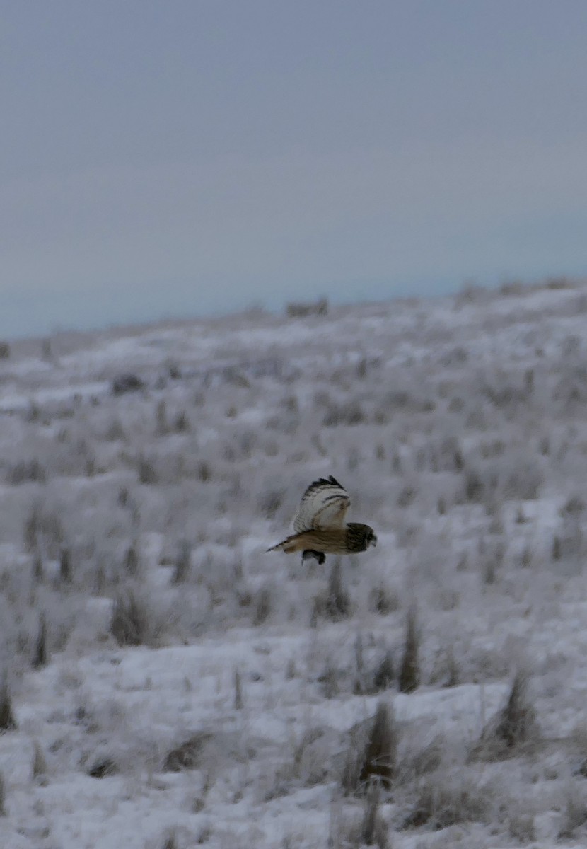 Kır Baykuşu - ML646587531