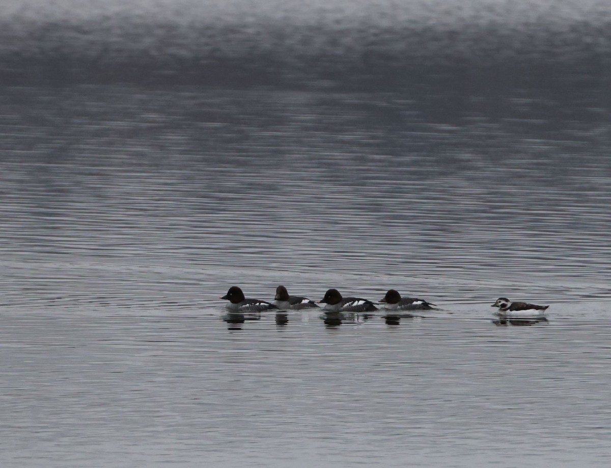 hoholka lední - ML646587532