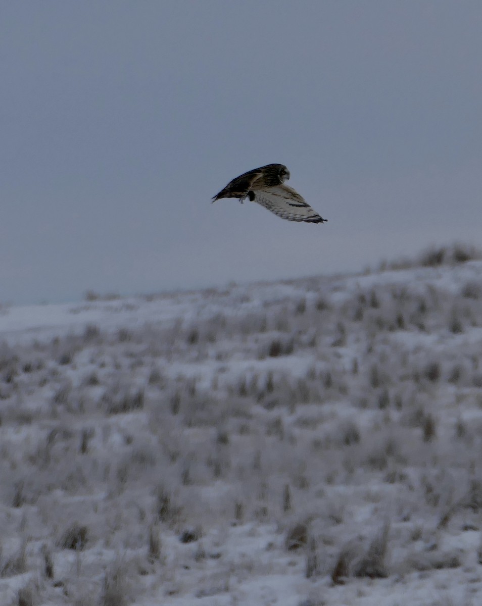 Kır Baykuşu - ML646587535