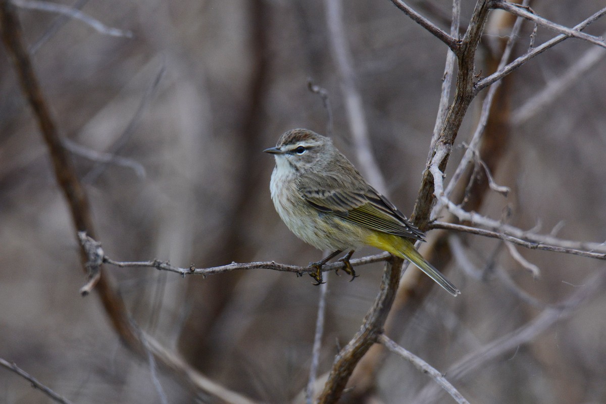 Palm Warbler - ML646587536