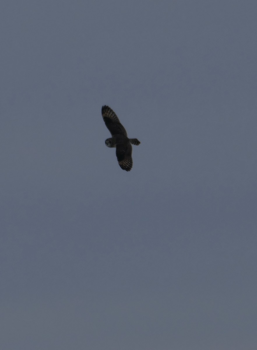 Kır Baykuşu - ML646587537