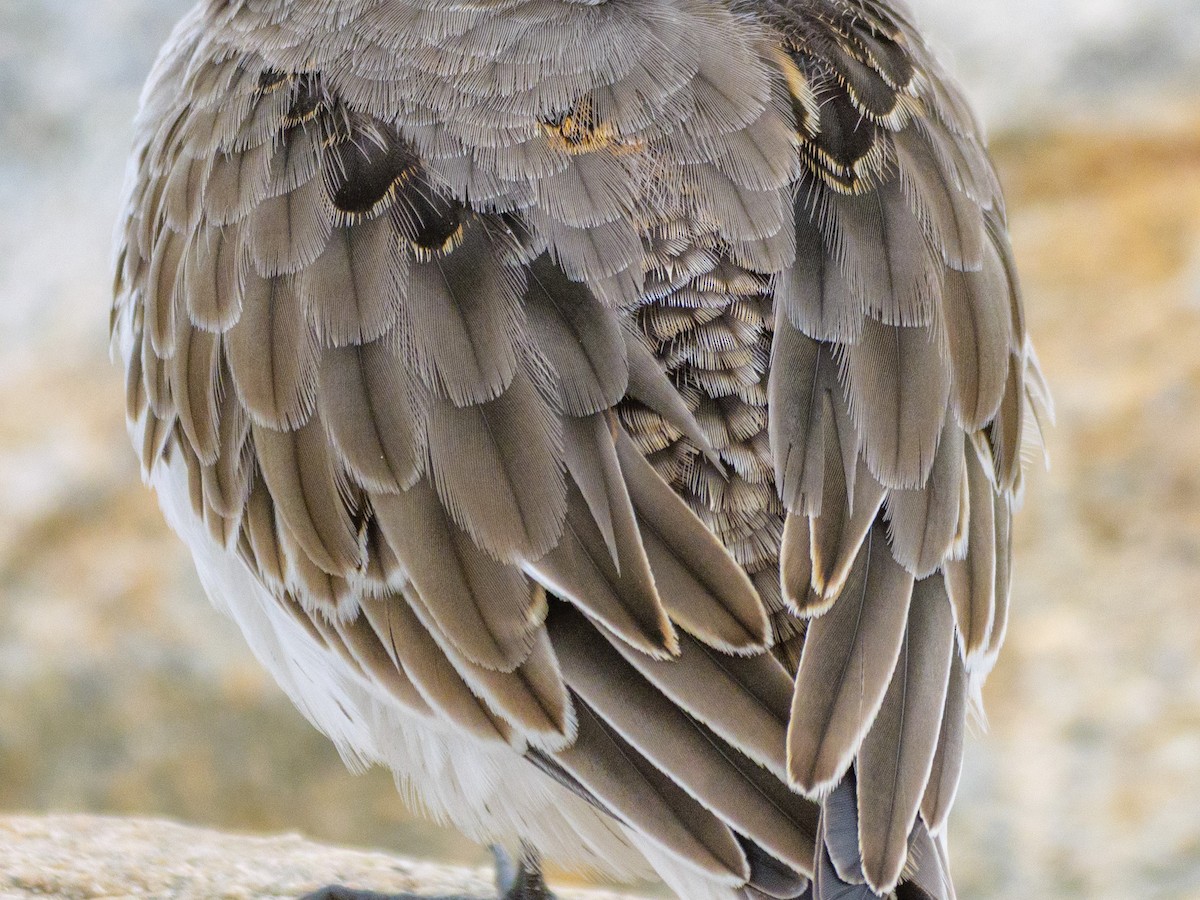 Dunlin - ML646587538