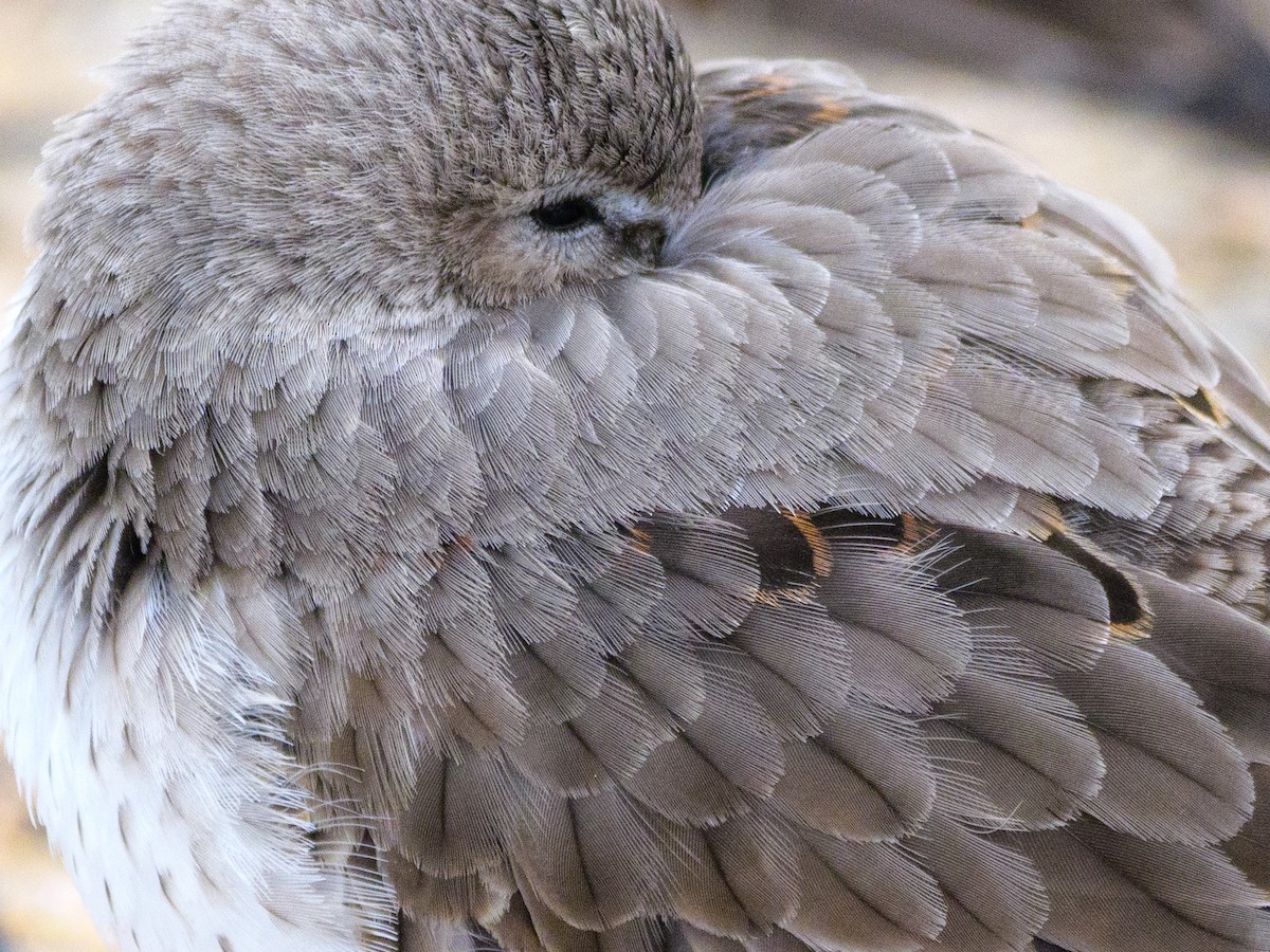 Dunlin - ML646587539