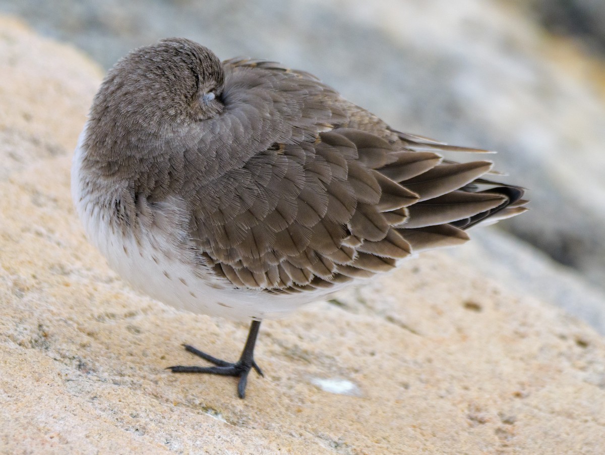 Dunlin - ML646587541