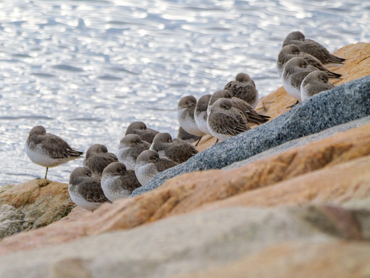 Dunlin - ML646587542