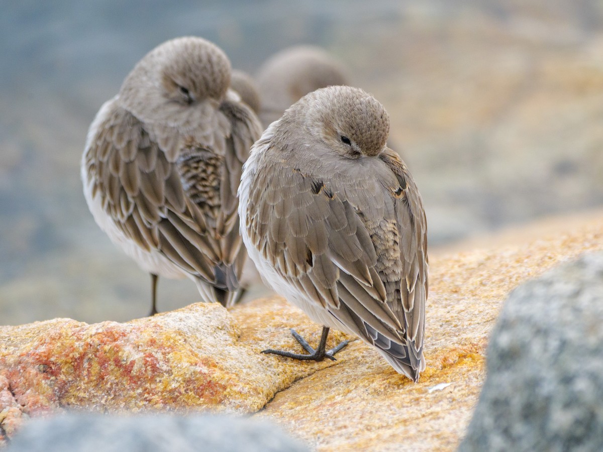 Dunlin - ML646587543