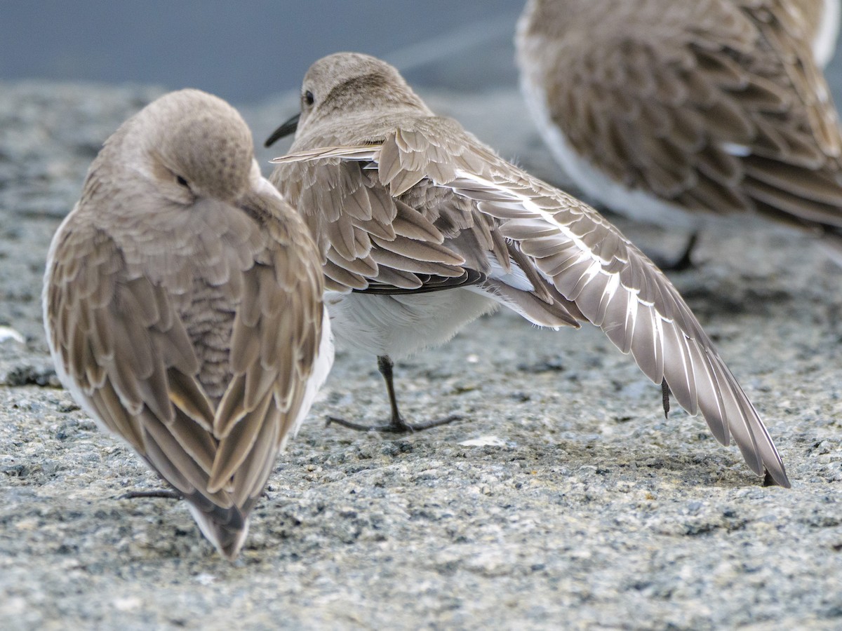 Dunlin - ML646587544