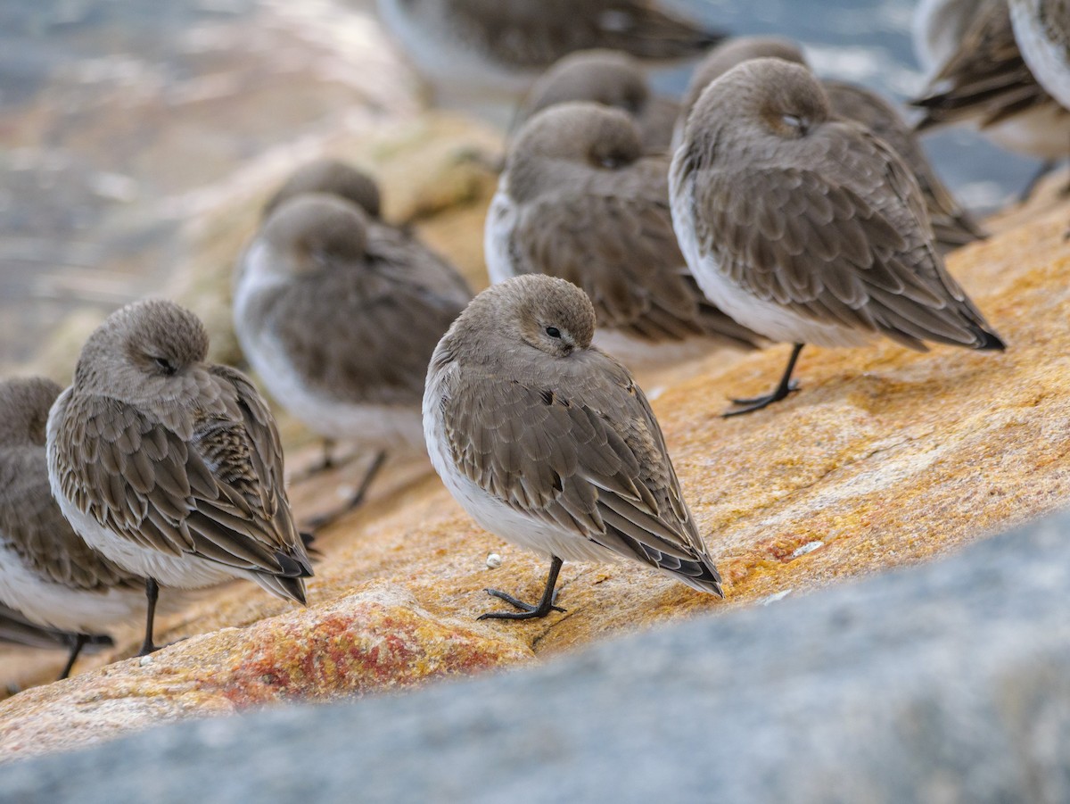 Dunlin - ML646587545