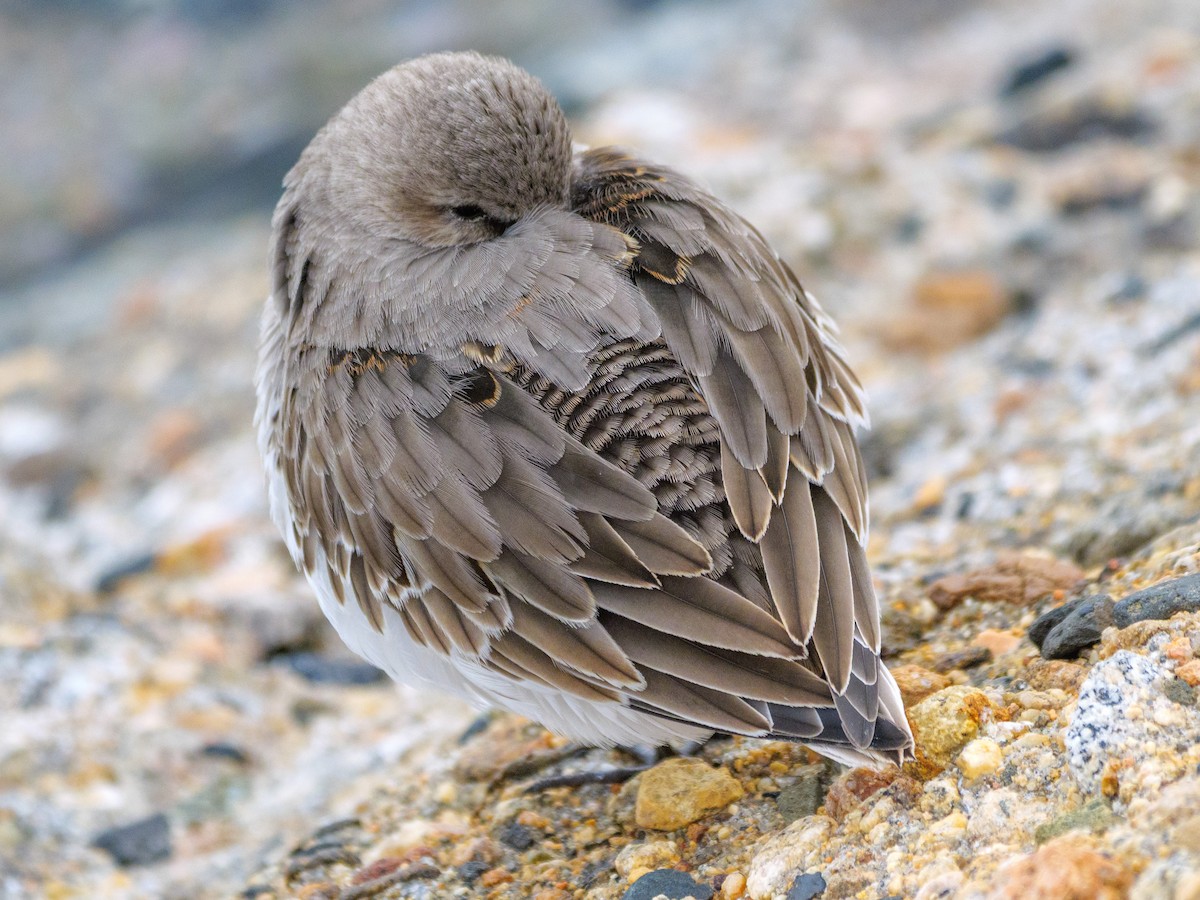 Dunlin - ML646587546