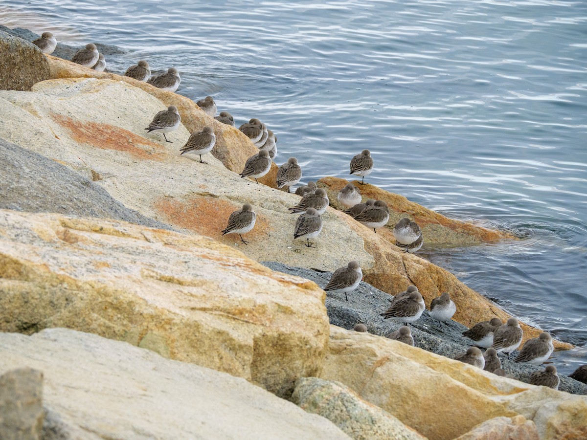 Dunlin - ML646587548