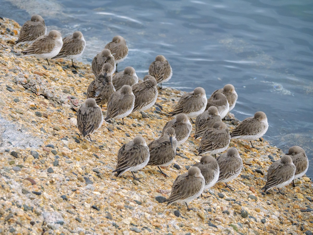 Dunlin - ML646587549