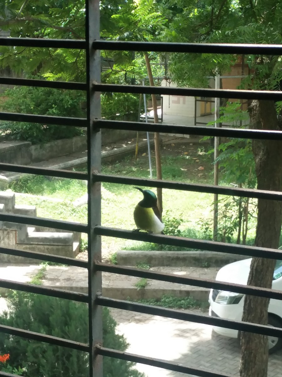 クリセタイヨウチョウ - ML646587550