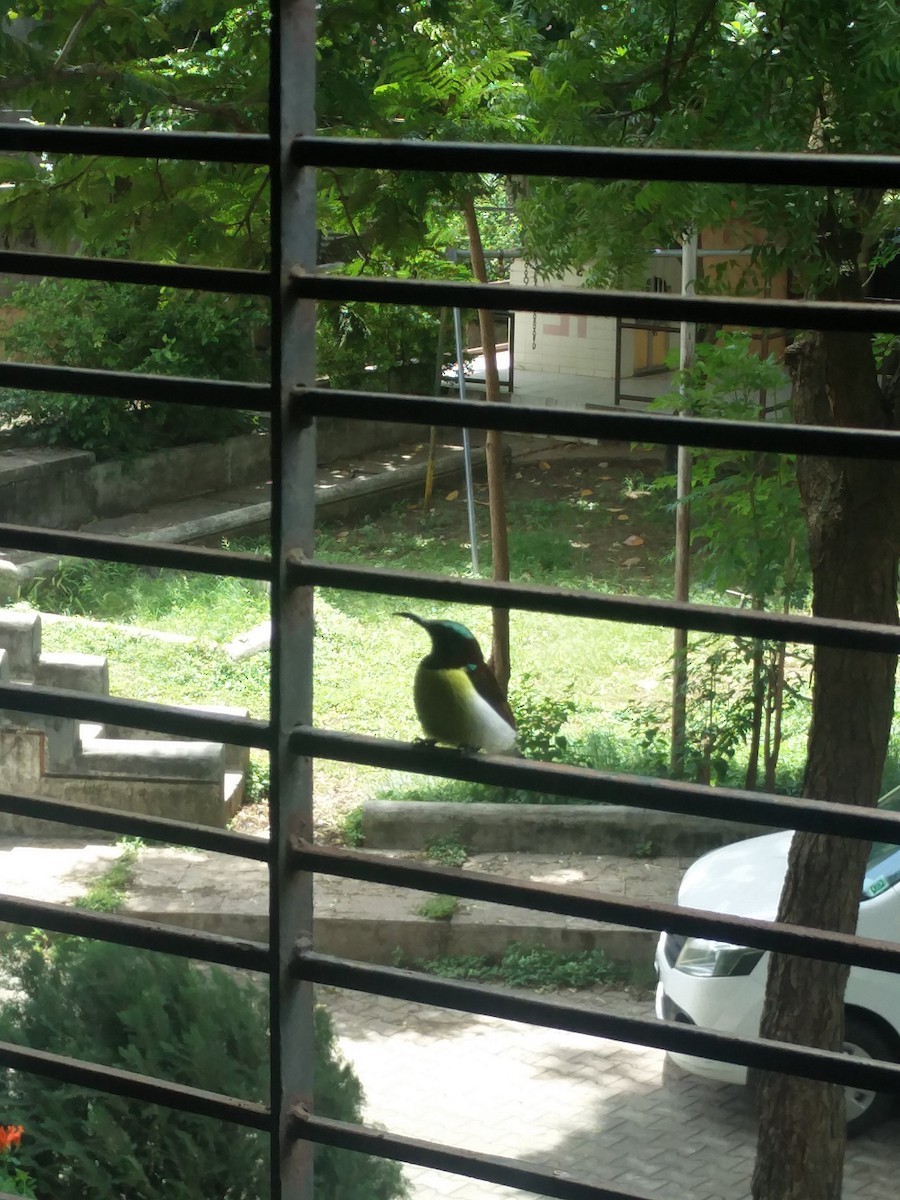 クリセタイヨウチョウ - ML646587551