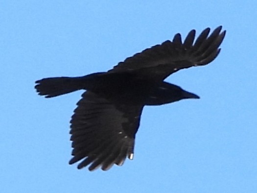 Common Raven - ML646587553