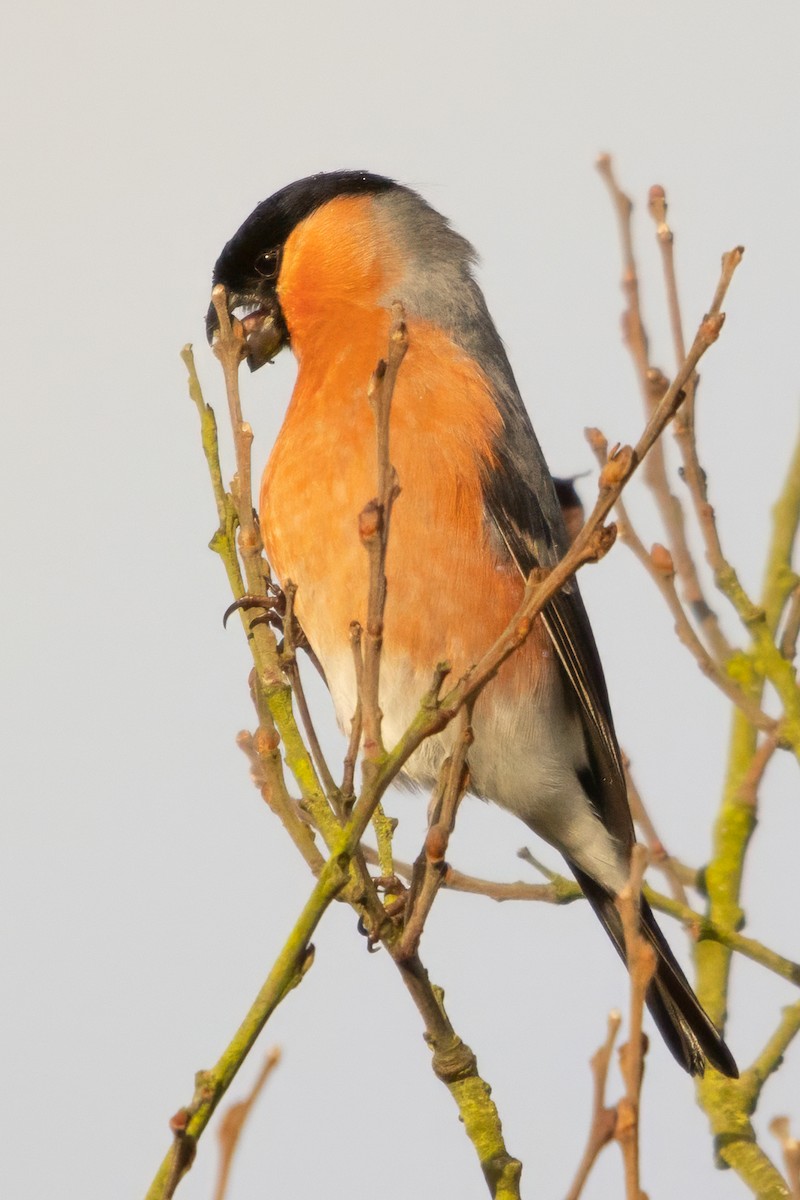 ウソ - ML646587554