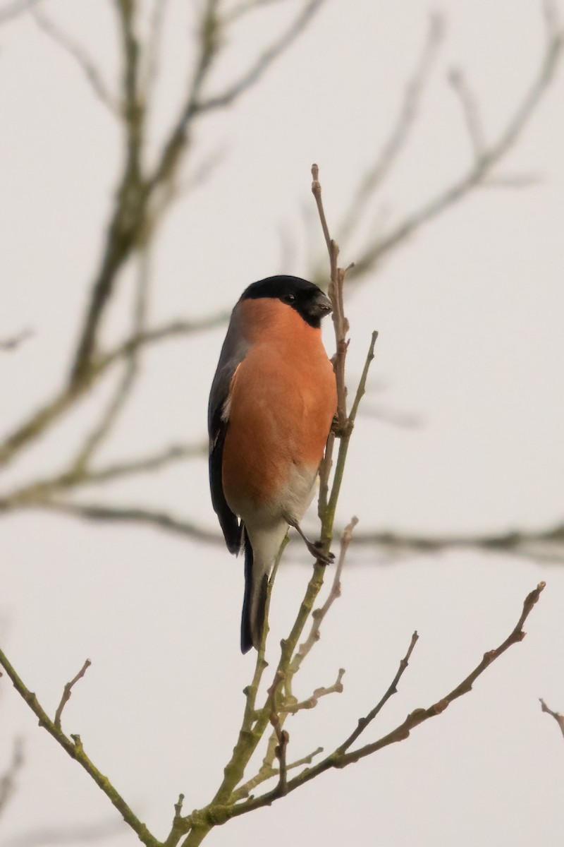 Eurasian Bullfinch - ML646587555