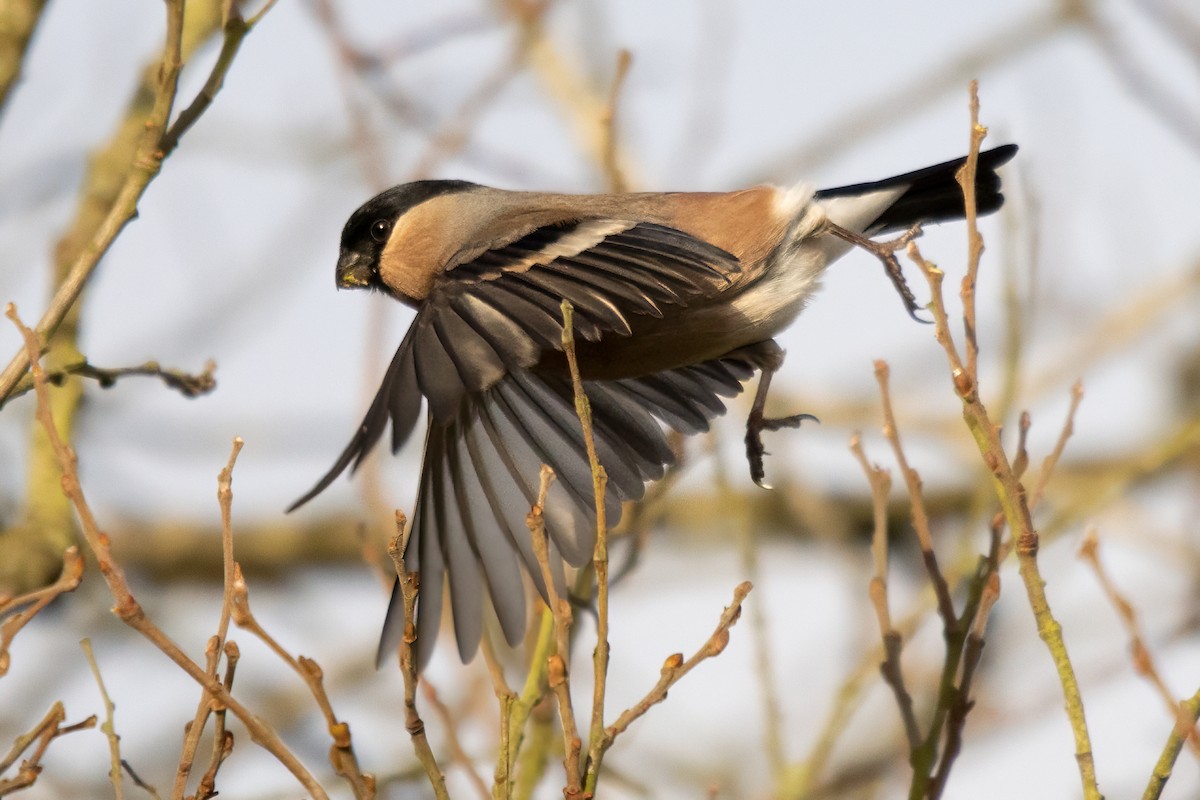 Eurasian Bullfinch - ML646587556