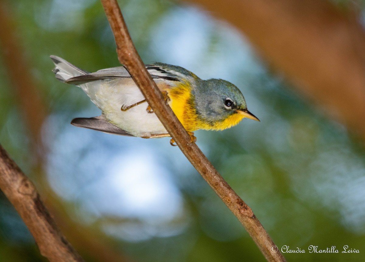 Northern Parula - ML646587557