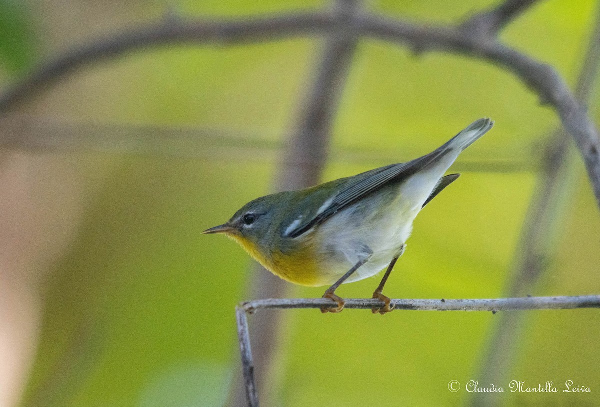 Northern Parula - ML646587558