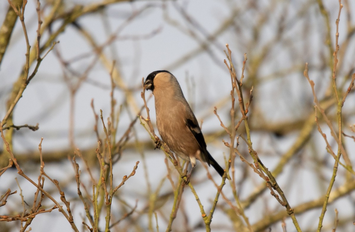 Eurasian Bullfinch - ML646587559