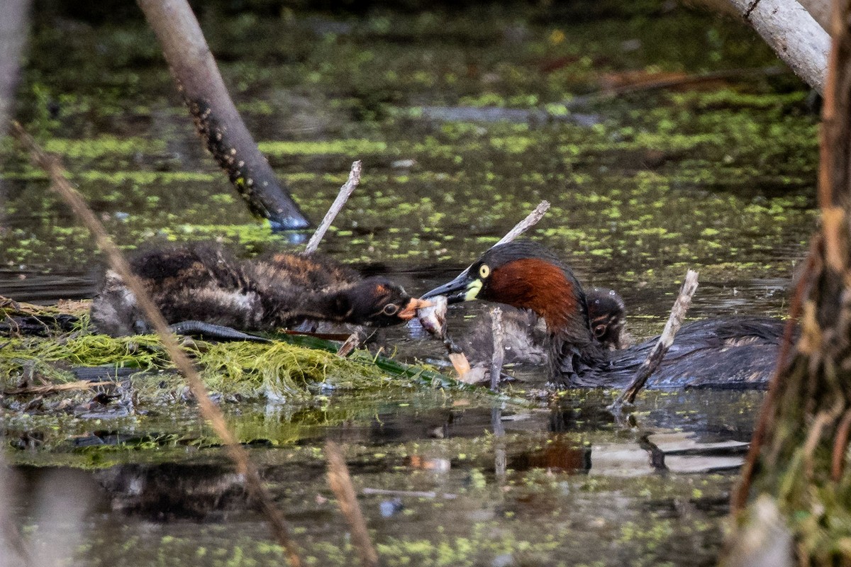 Little Grebe - ML646587565