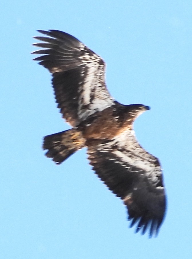 Bald Eagle - ML646587566