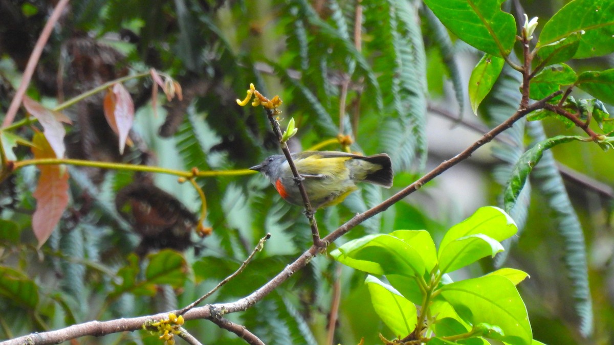 Buru Flowerpecker - ML646587567