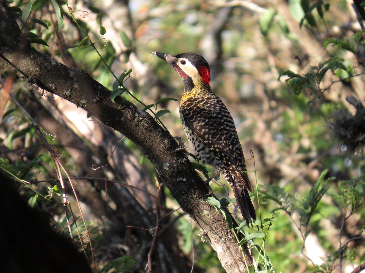 Carpintero Real - ML646587568