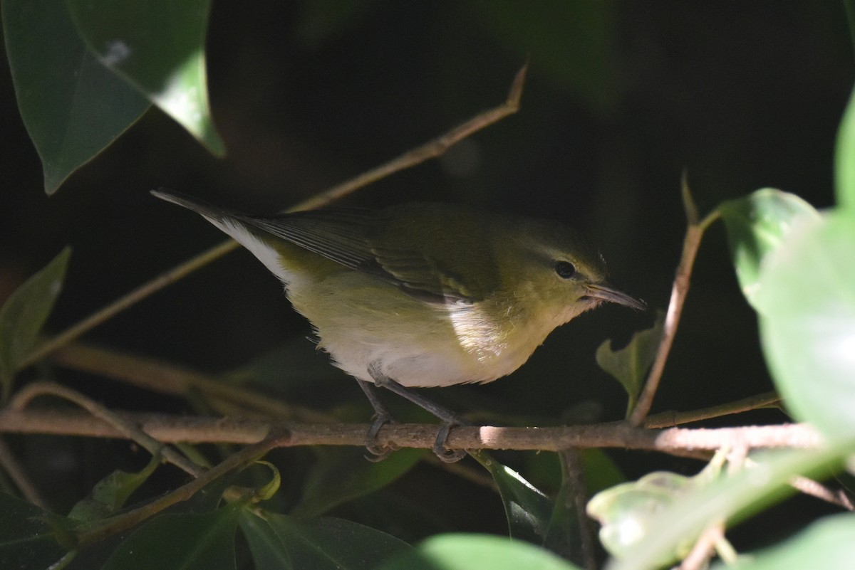 Tennessee Warbler - ML646587570
