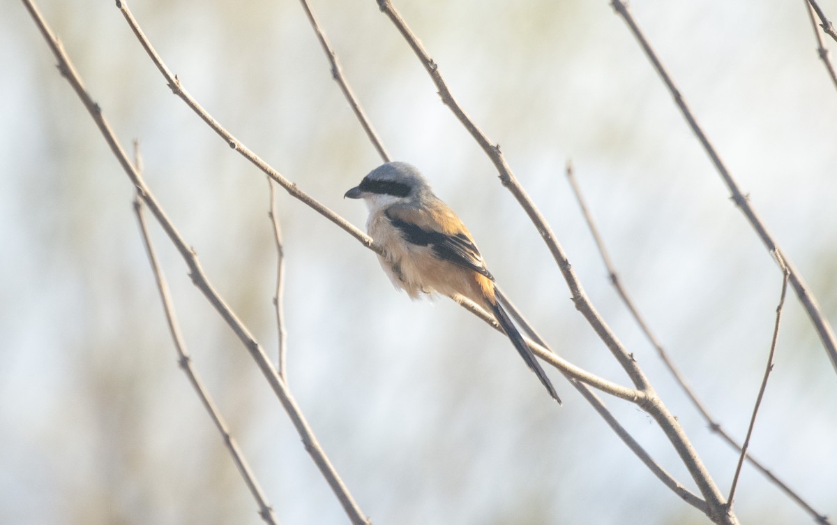 Long-tailed Shrike - ML646587571