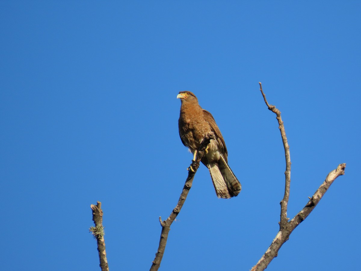 Chimango Caracara - ML646587572