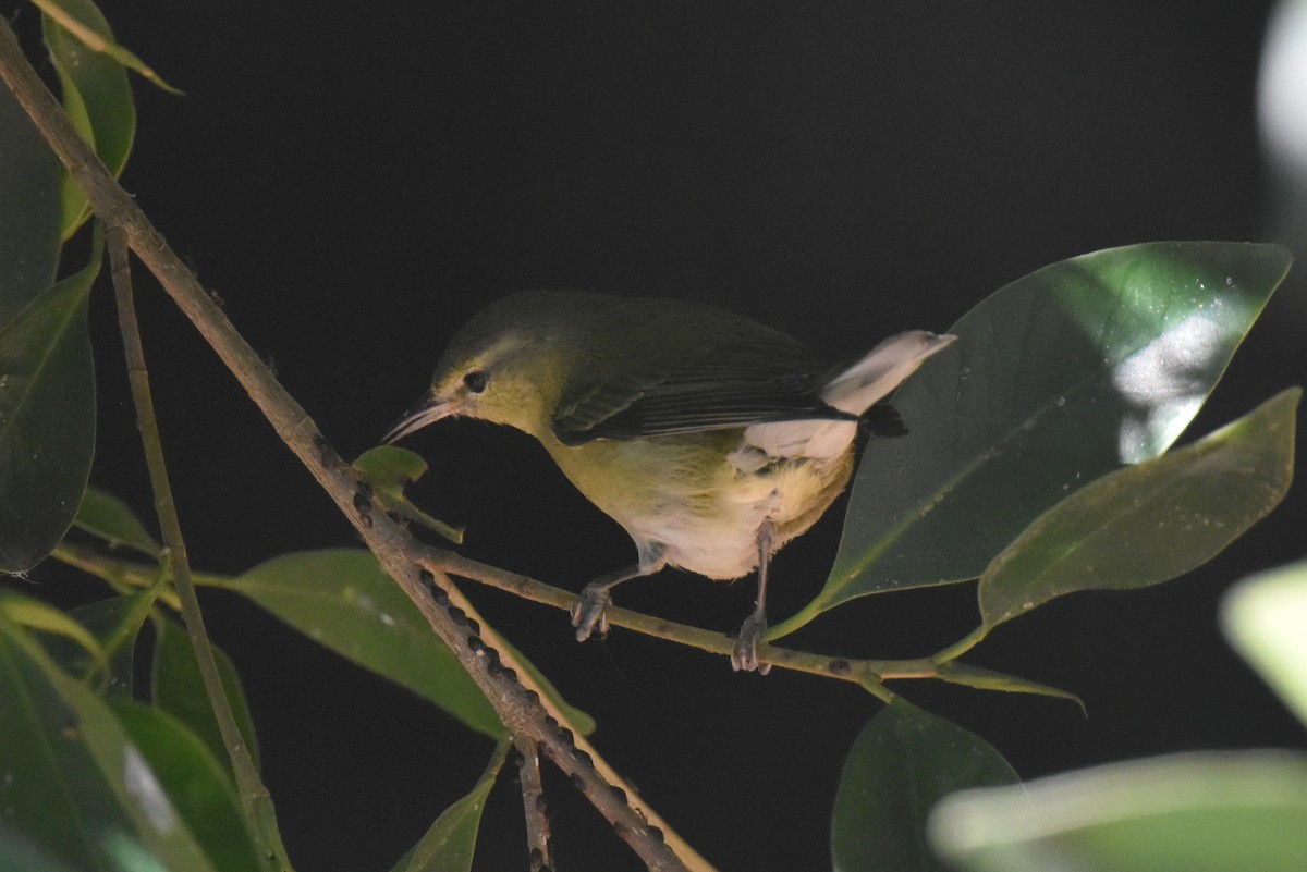 Tennessee Warbler - ML646587573