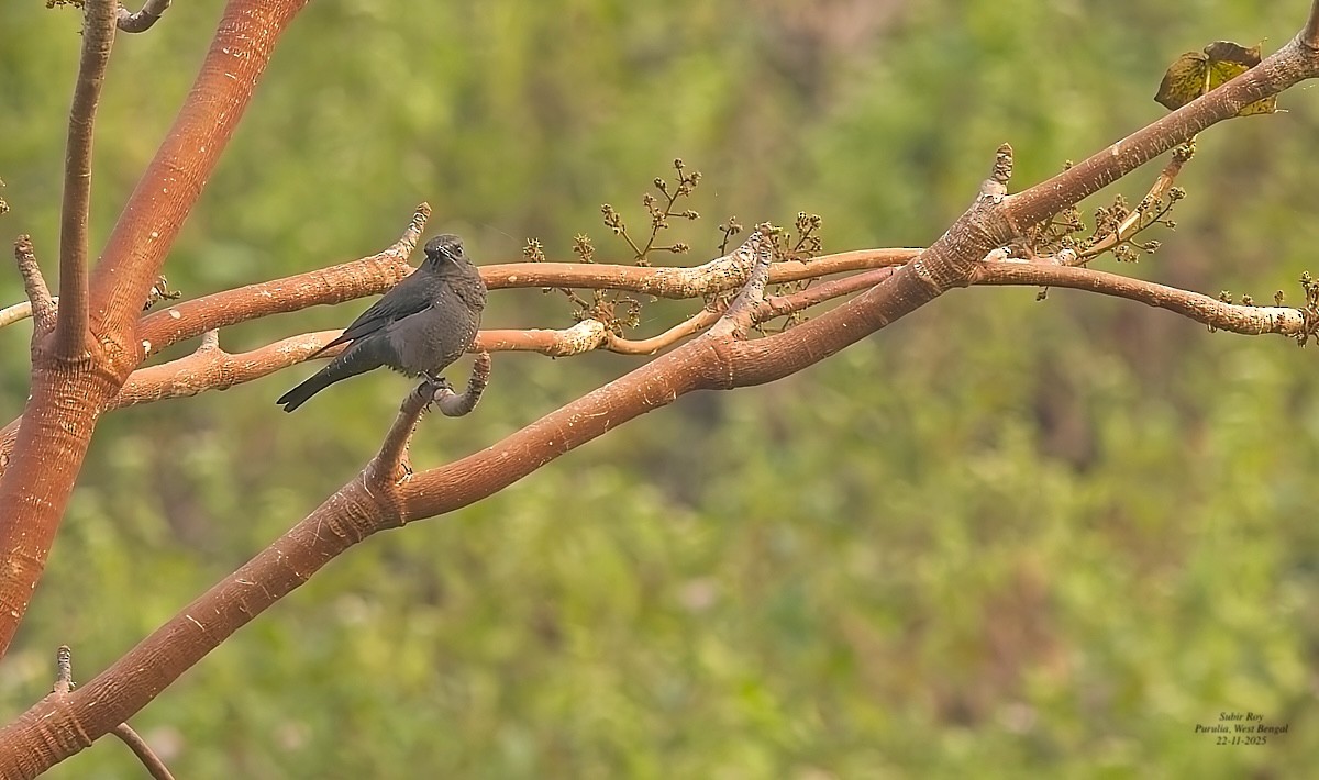 Blue Rock-Thrush - ML646587575