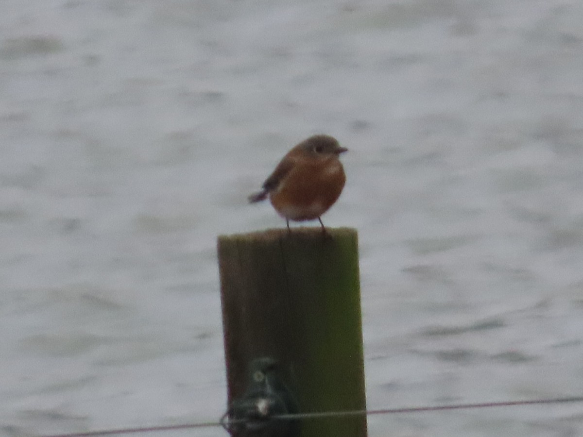 Eastern Bluebird - ML646587576