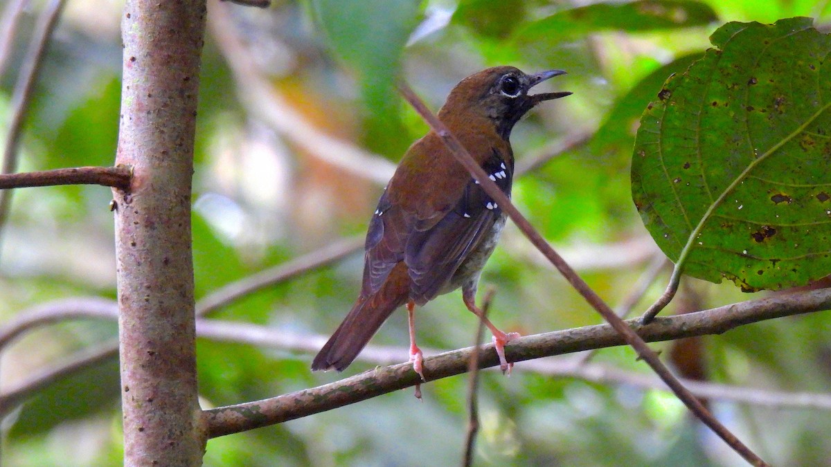 Buru Thrush - ML646587578