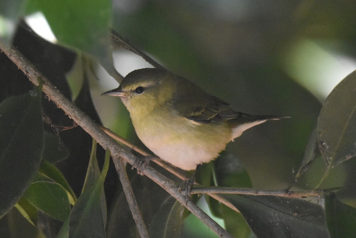 Tennessee Warbler - ML646587579