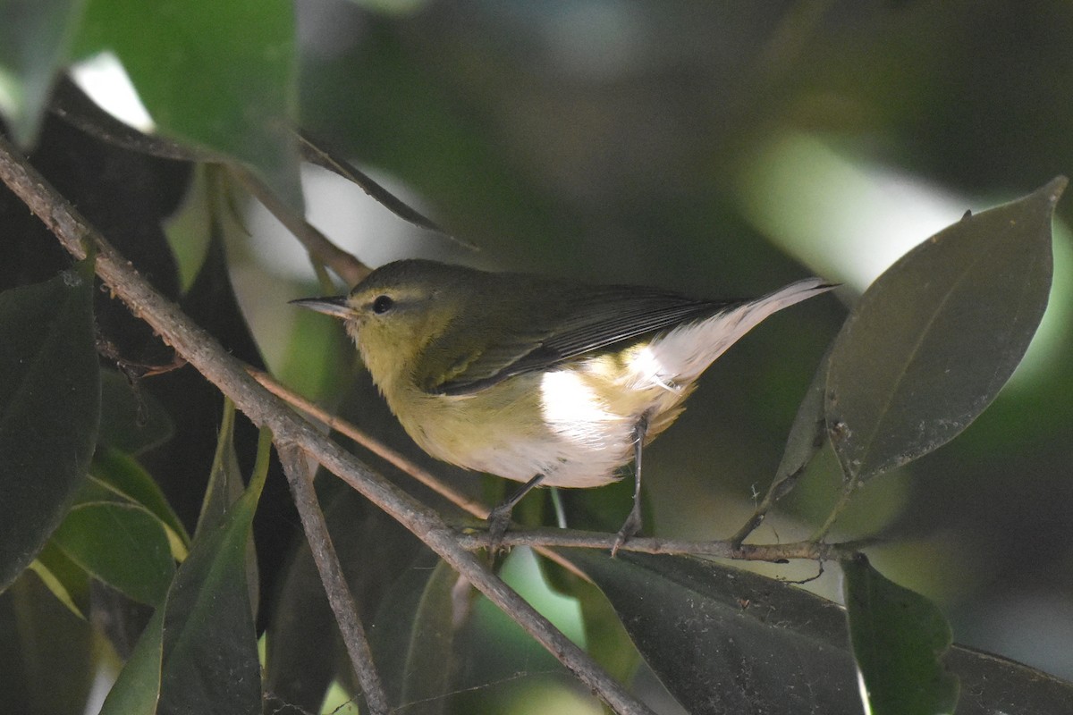 Tennessee Warbler - ML646587580
