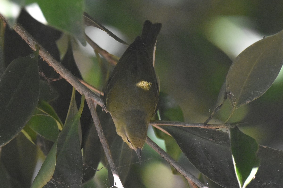 Tennessee Warbler - ML646587582